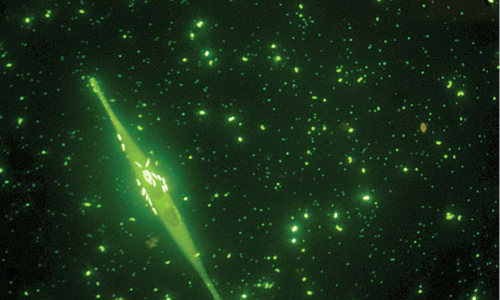 Biology Alumna and Former AWRI Student Featured EOS Magazine